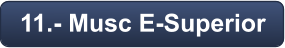 11.- Musc E-Superior