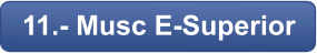 11.- Musc E-Superior